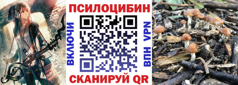 цена   Сасово  Псилоцибиновые грибы Cubensis 